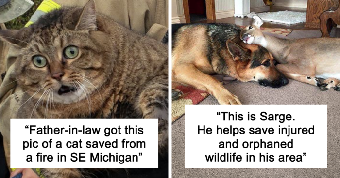 67 Pics Of Animals Who Were Saved From Awful Conditions And Got A Second Chance In Life