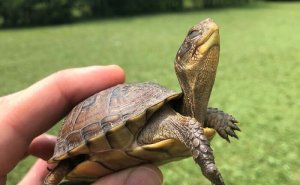 67 Pics Of Animals Who Were Saved From Awful Conditions And Got A Second Chance In Life