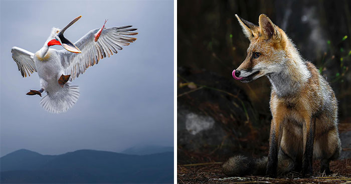 32 Powerful Animal Photos By Ze Da Quinta That Show Wildlife From Up Close