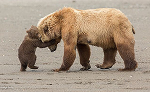 40 Breathtaking Shots That Won Awards In The Wildlife Photographer Of The Year Competition