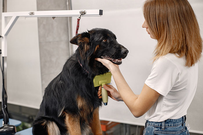 Woman grooming a large black dog while holding its head gently during a pet grooming session indoors.