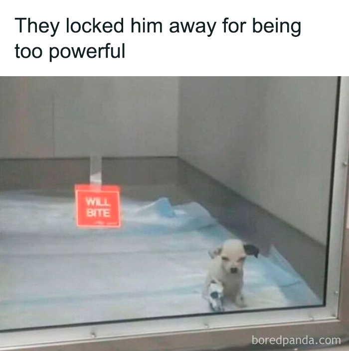 Small dog behind glass with a sign warning will bite, creating a funny and mischievous dog meme.