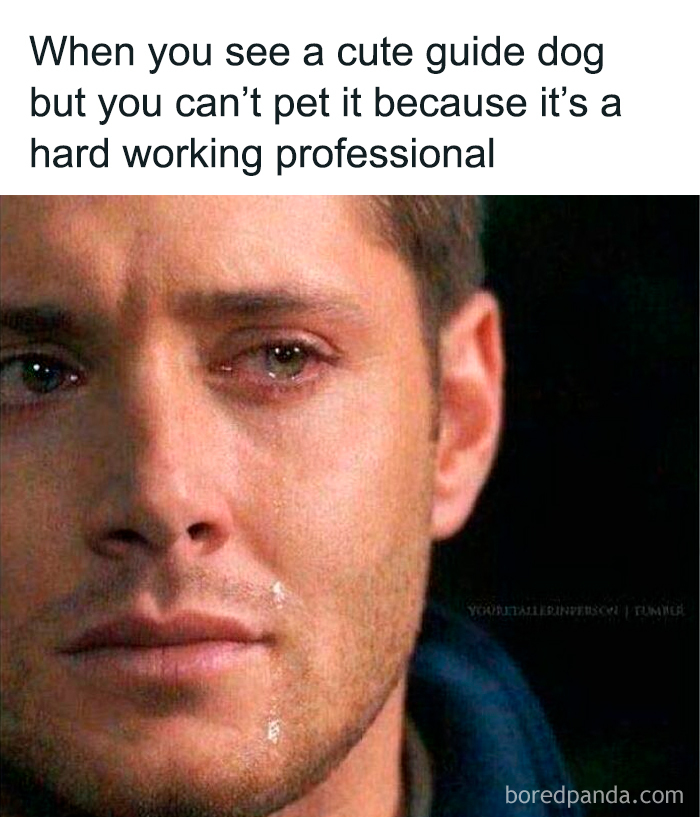 Man with a tearful face expressing sadness over not being able to pet a cute, hardworking guide dog, featuring funny dog memes.