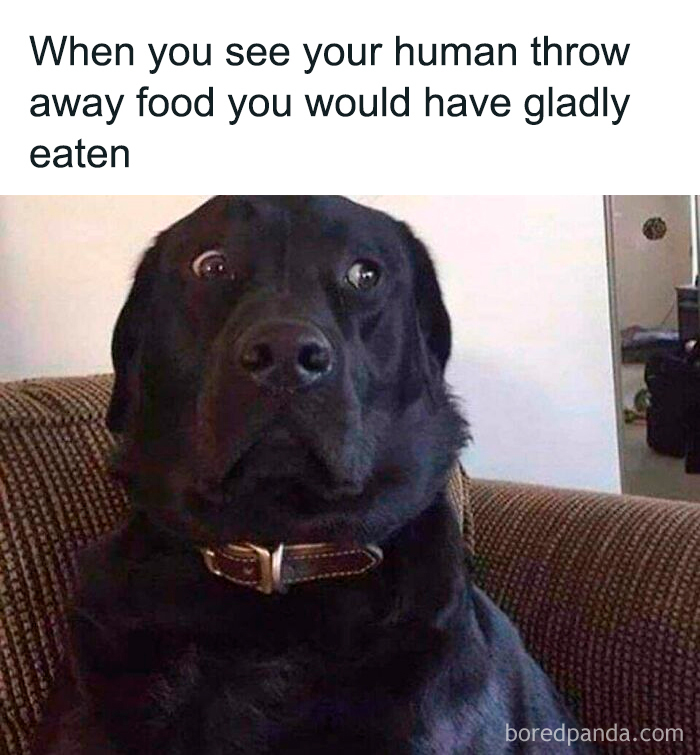 Black dog with a surprised expression sitting on a couch, showcasing a funny and mischievous dog meme moment.