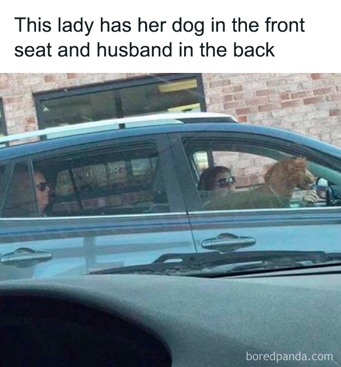 Woman driving car with her dog in the front seat and husband sitting in the back, a funny dog meme moment.