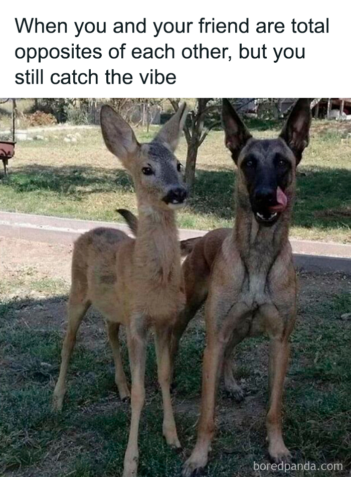 A funny dog meme showing a dog and a deer side by side, capturing cute and mischievous dog vibes.