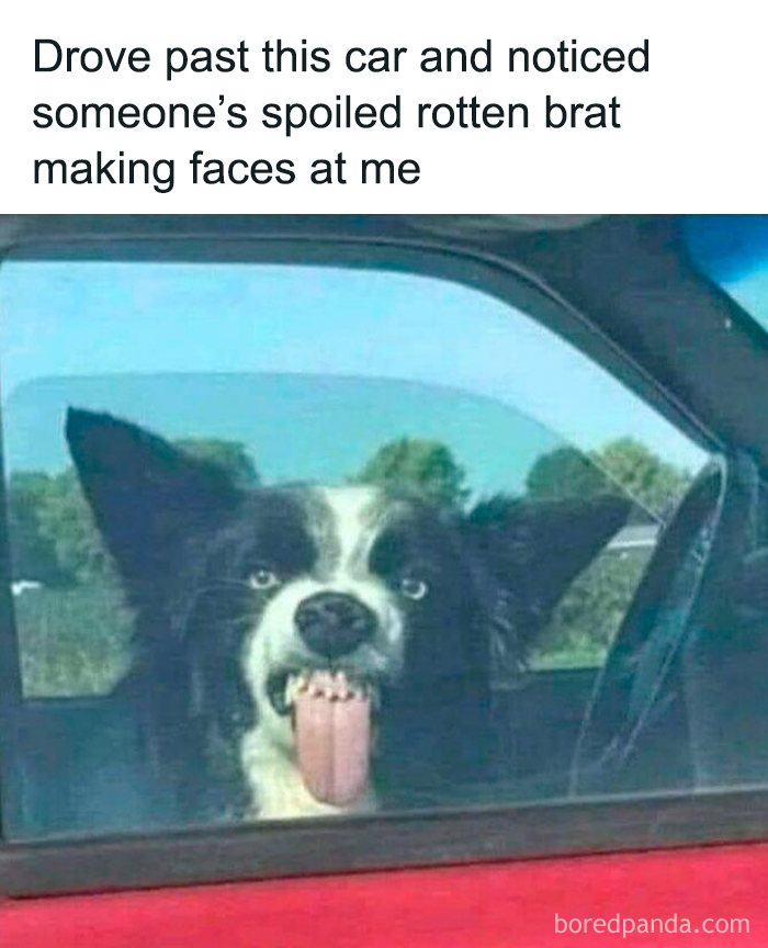 Funny dog making faces inside a car window, showcasing cute and mischievous dog behavior in a hilarious moment.