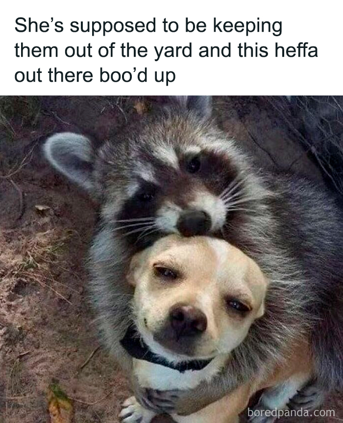 Raccoon hugging a small dog outside, showcasing funny and mischievous dogs in a cute and hilarious moment.