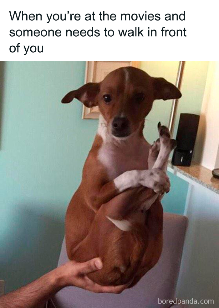 Funny dog sitting with legs crossed and holding paws, showcasing cute and mischievous dog behavior in a humorous meme.