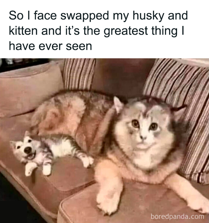 Face swapped husky and kitten lying on a couch, creating a funny and mischievous dog and cat mashup.