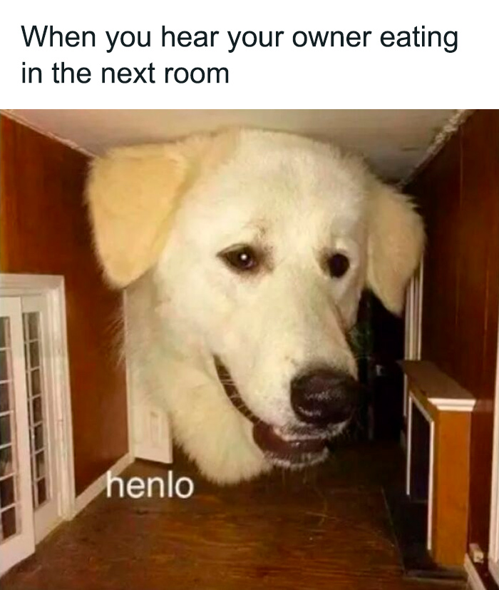 Large white dog with a funny expression peeking into a room, capturing cute and mischievous dog humor in memes.