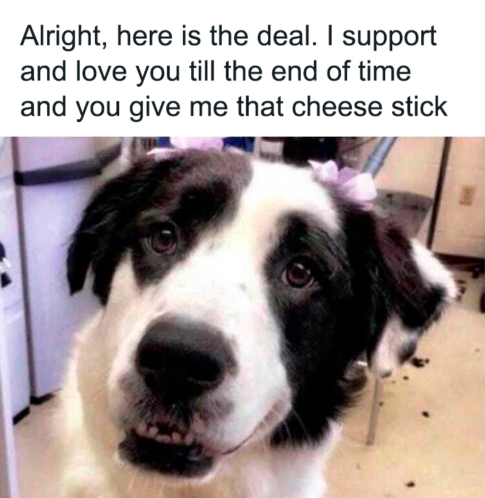 Hilarious meme featuring a cute and funny dog with a loving expression asking for a cheese stick.