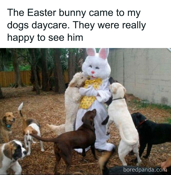 Dogs excitedly surround a person dressed as the Easter bunny at a dog daycare, showcasing cute, funny, and mischievous dogs.