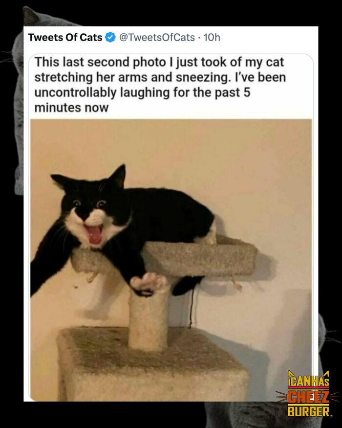 The Original Cat Meme Page Is Still Going Strong: Here Are Some Of The Funniest Posts From I Can Has Cheezburger (50 Pics)