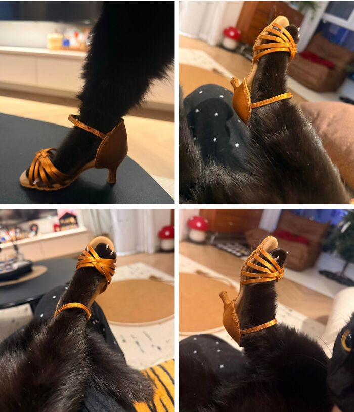 A Page With Over 7 Million Followers Is Sharing The Funniest And Most Relatable Cat Moments Online (40 Pics)