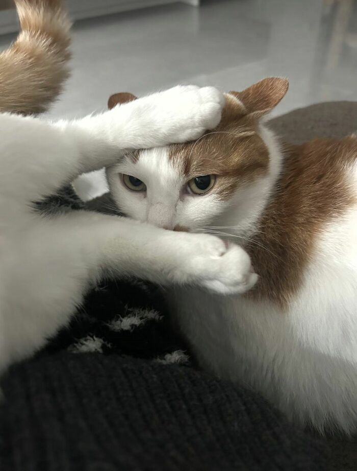 40 Adorable Cat Photos That Are Guaranteed To Melt Your Stress Away (New Pics)
