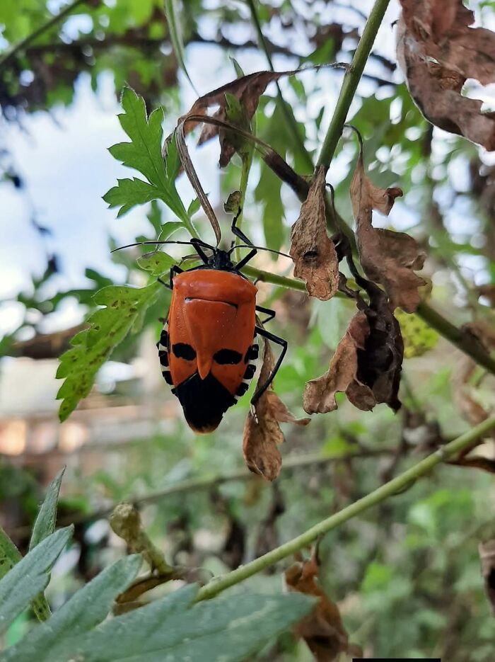 33 Times People Spotted Hidden Faces In Everyday Objects And Had To Share Them (New Pics)