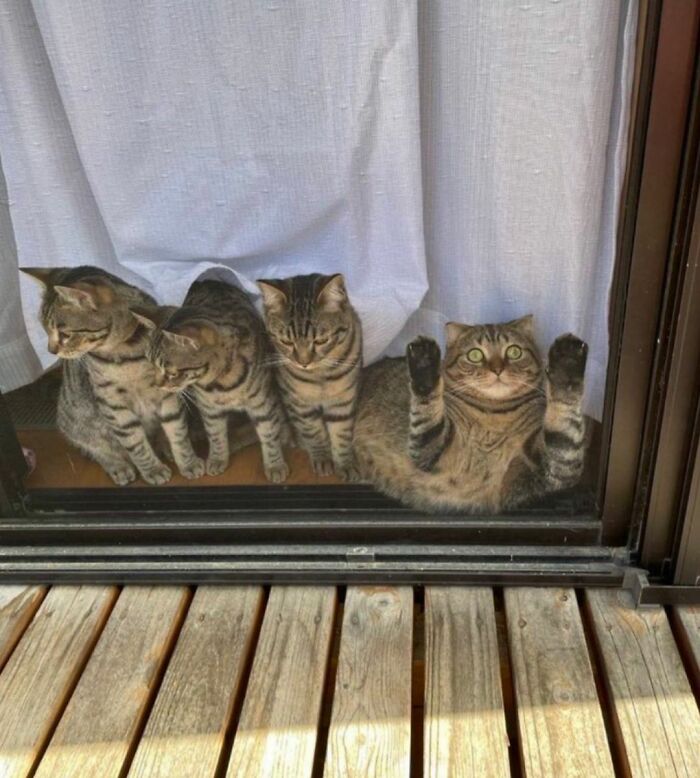40 Adorable Cat Photos That Are Guaranteed To Melt Your Stress Away (New Pics)