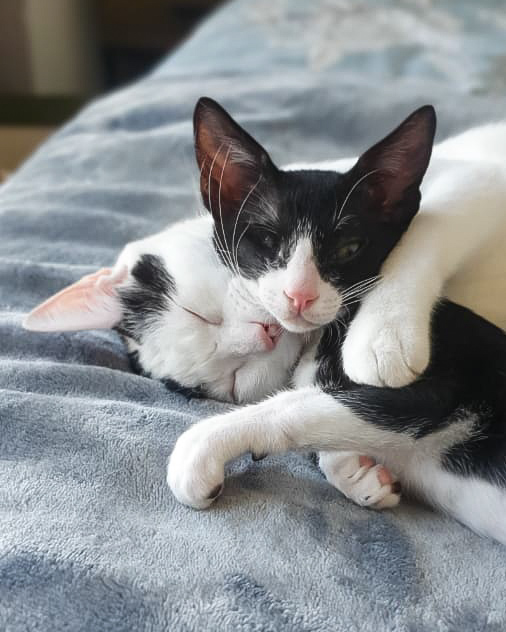 Gatinhos gravemente feridos encontrados nas ruas de Dubai fazem uma recuperação incrível com um veterinário atencioso