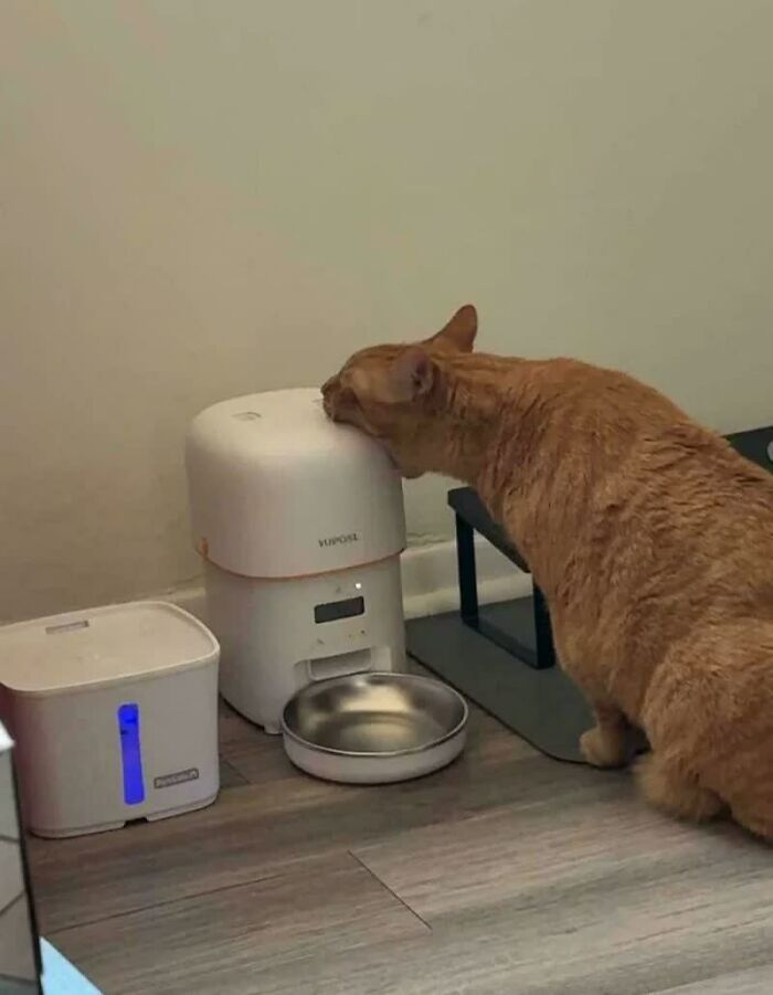An orange cat rubs its face on an automatic feeder, a truly weird image that will live in your mind rent-free.