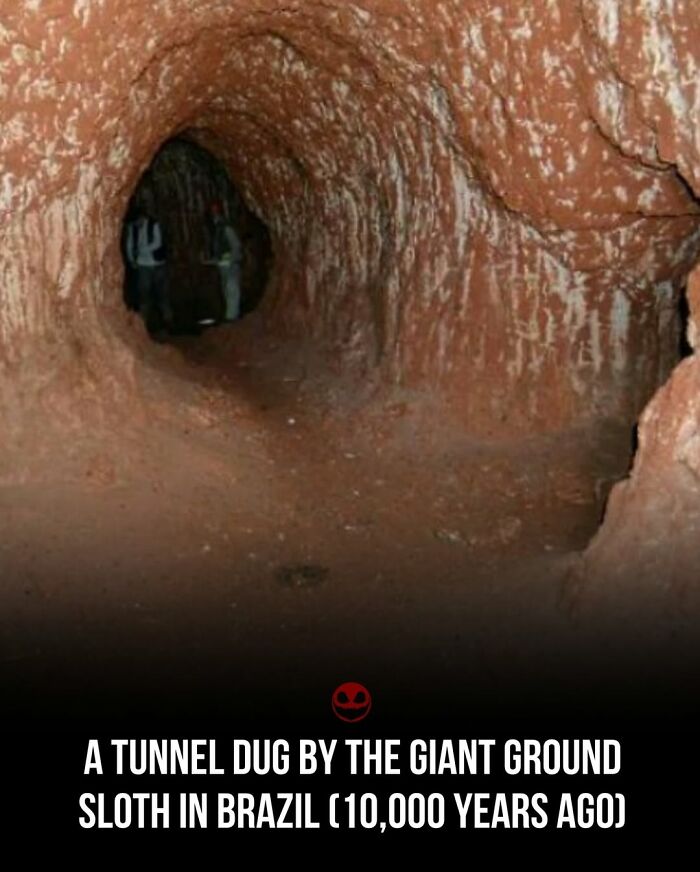 Tunnel dug by giant ground sloth in Brazil 10,000 years ago, showcasing weird and odd facts to give your brain something to think about.