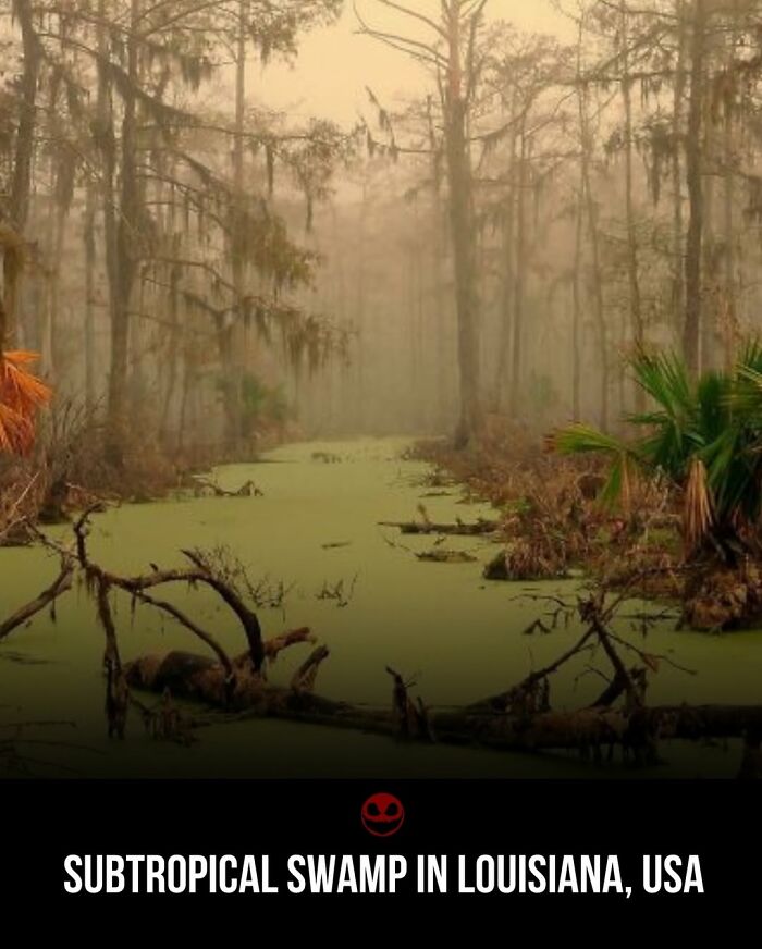 Subtropical swamp in Louisiana covered with green algae and mist, showcasing weird and odd facts and photos.