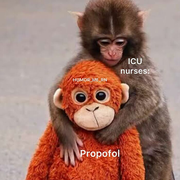 Monkey hugging a stuffed toy labeled Propofol, humorously representing ICU nurses in funny healthcare memes.