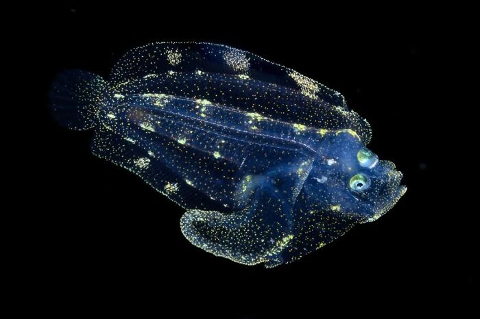 “Light Born” By Sho Otani