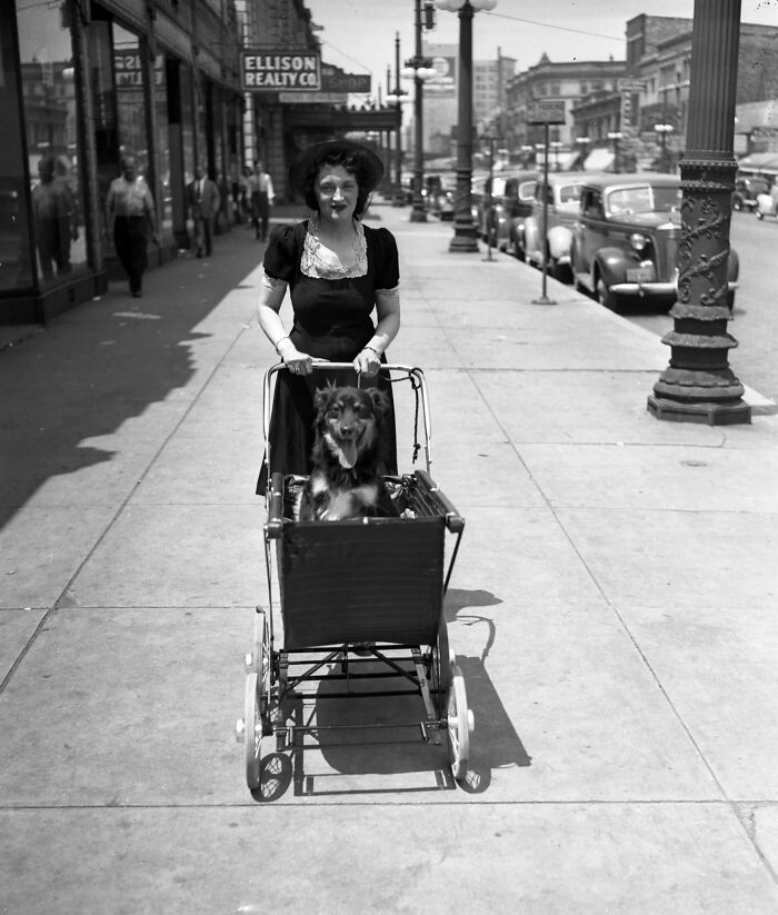 This Instagram Page Is Bringing Forgotten Dogs From History Back To Life In The Most Heartwarming Way(45 Pics)