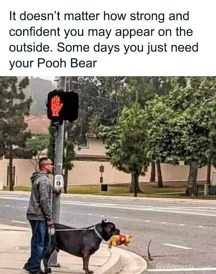 Man standing at a crosswalk with a dog holding a Pooh Bear toy, showcasing cute and funny dogs in everyday moments.