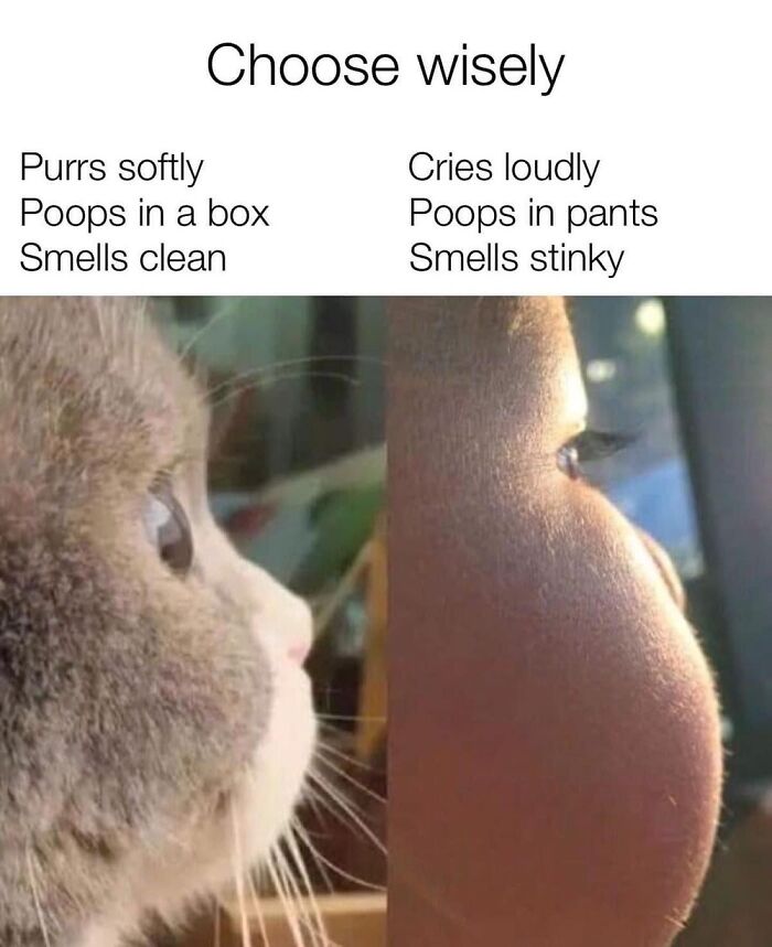 This Instagram Page With Over 4.8 Million Followers Is Delivering The Funniest Cat Memes On The Internet (25 Pics)