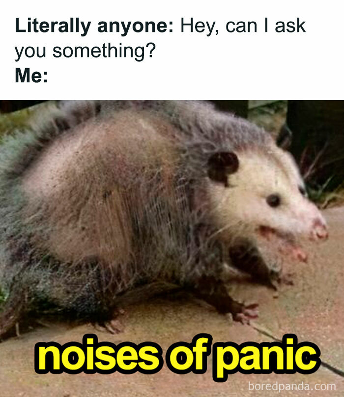 Funny meme of a panicked opossum captioned for a relaxing evening humor and entertainment.