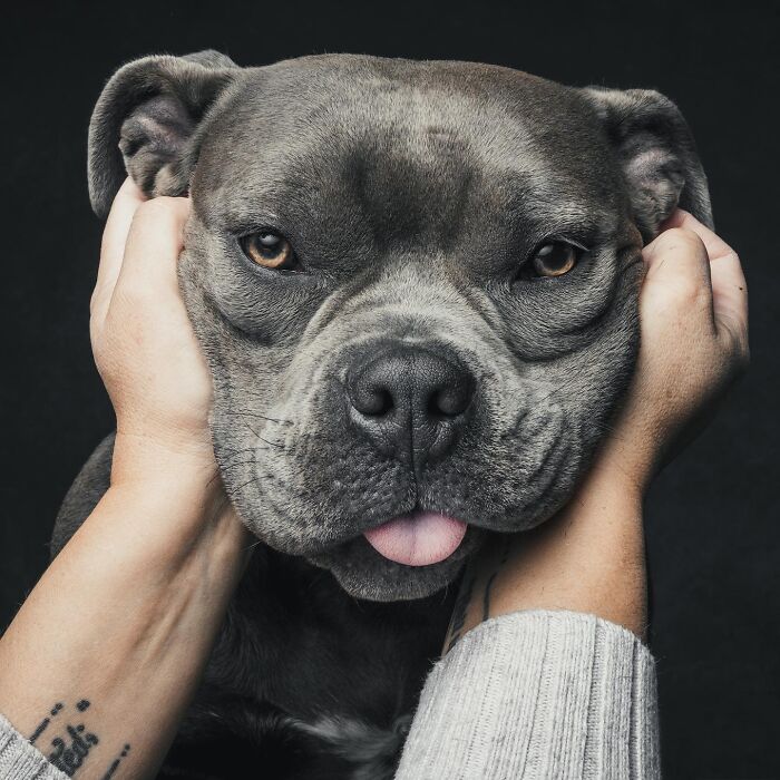 “Gotcha Day!” Captures Heartwarming Studio Portraits Of Rescue Dogs And Their Forever Humans (40 Pics) Interview