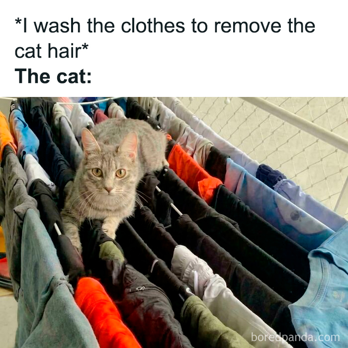 Cat sitting on clothes drying rack with various shirts, humorously reflecting how capitalism has extended to cats having jobs.