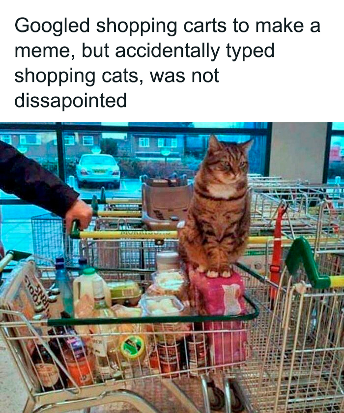 Tabby cat sitting in a fully loaded shopping cart at a store, illustrating humor about cats having jobs in capitalism.