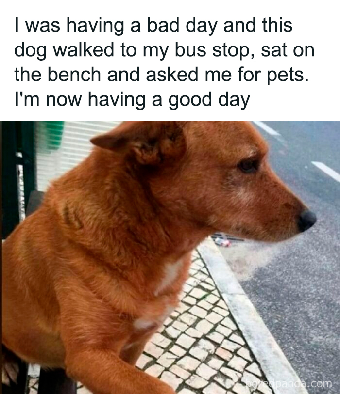 Brown dog sitting at bus stop bench looking thoughtful, a cute and funny dog brightening someone's day.