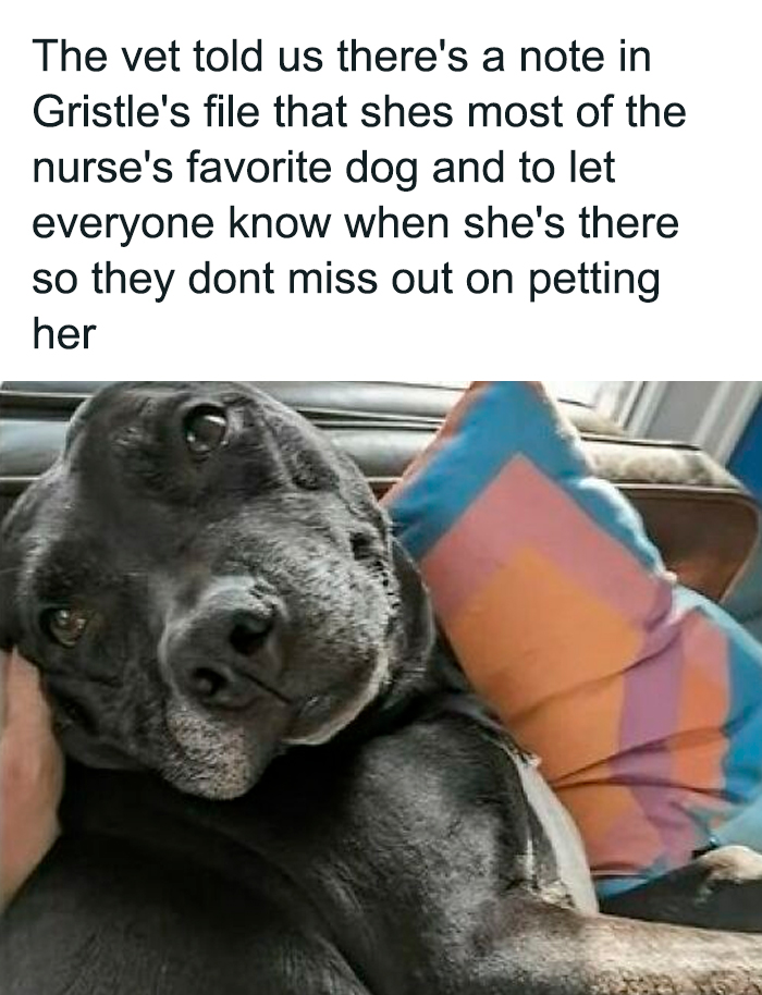 Cute and funny dog lying on a couch with a pillow, caption about being the nurse's favorite dog at the vet.