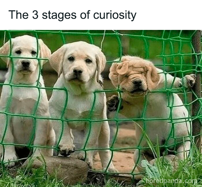Three adorable dogs showing stages of curiosity behind a green fence, capturing cute and funny moments.