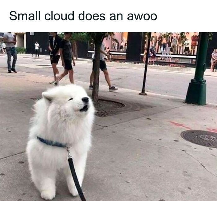Fluffy white dog on leash outside with people walking by, looking cute and funny on a city sidewalk.