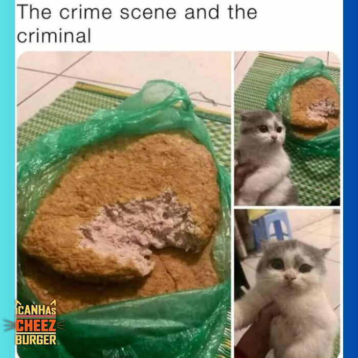 The Original Cat Meme Page Is Still Going Strong: Here Are Some Of The Funniest Posts From I Can Has Cheezburger (50 Pics)