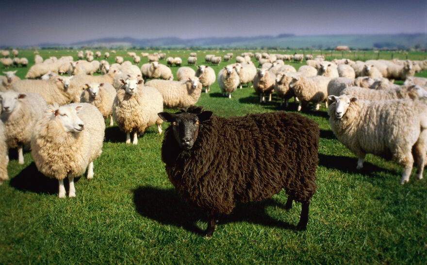 A black sheep standing among many white sheep in a green field representing the outcast and family narrative.