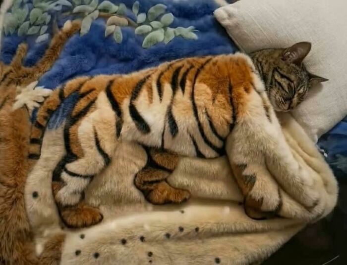 A Page With Over 7 Million Followers Is Sharing The Funniest And Most Relatable Cat Moments Online (40 Pics)