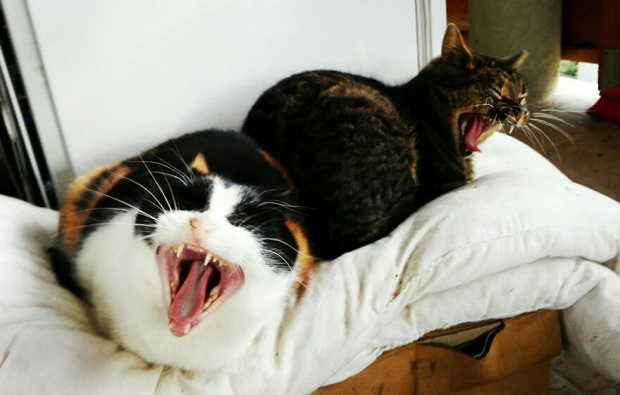 Calico and tabby cats yawning exaggeratedly on a white cushion, showing some bizarre human body quirks.