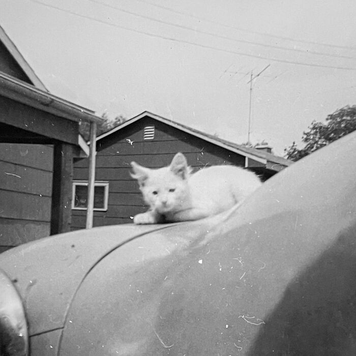 These Charming Vintage Cat Photos Are Taking Over Instagram—and People Can’t Get Enough (30 Pics)