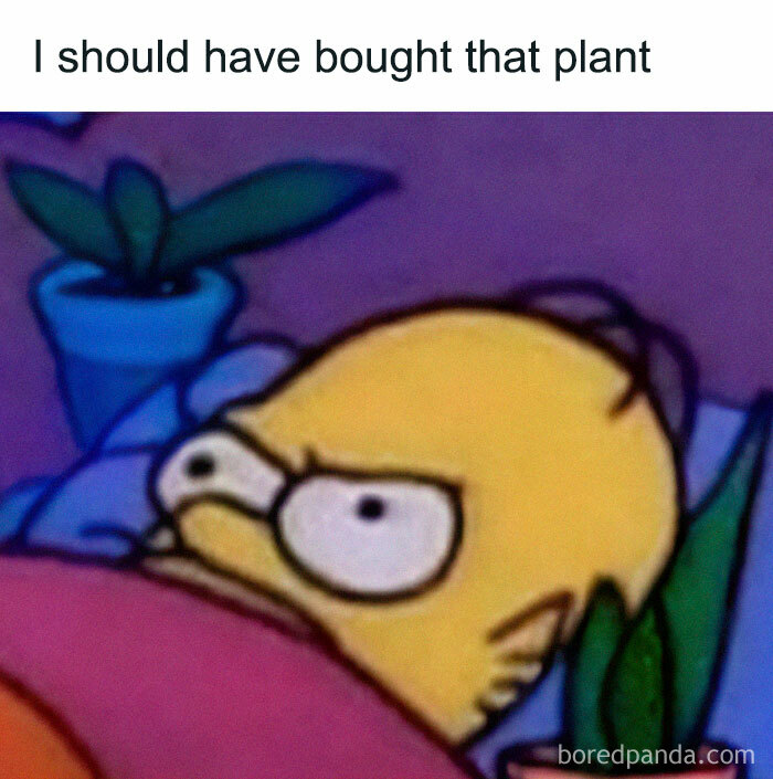 A Homer Simpson meme, captioned I should have bought that plant, showing a crazy plant parent regret.