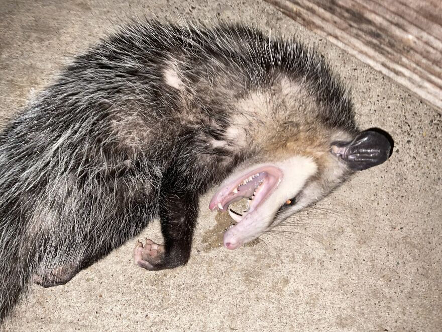 An opossum playing d**d, mouth agape with sharp teeth, illustrating animals terrified by danger.