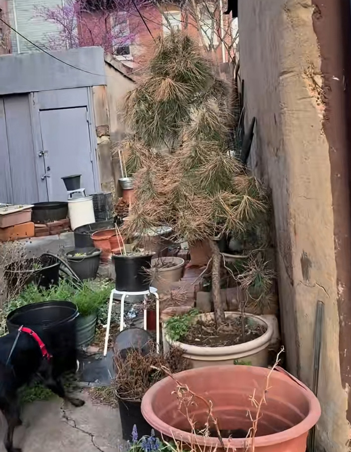 A back alley at night with a large potted tree, various planters, a small shed, and a dog, where a lurking figure was seen.