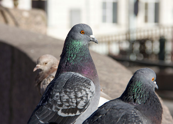Um grupo de pombos com penas iridescentes, destacando a discussão sobre aves e preferência de gênero.