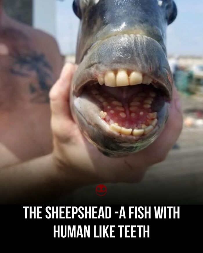 Close-up of a sheepshead fish with weird and odd human-like teeth held by a person outdoors.