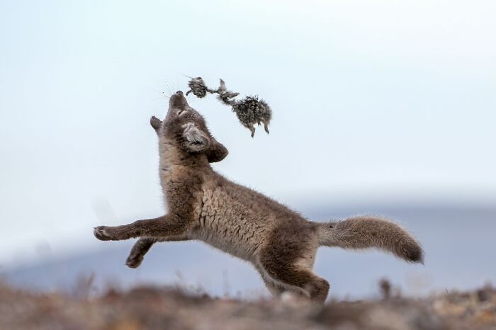 “Arctic Fox” By Sergey Gorshkov